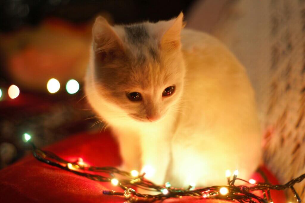 niedliche katze