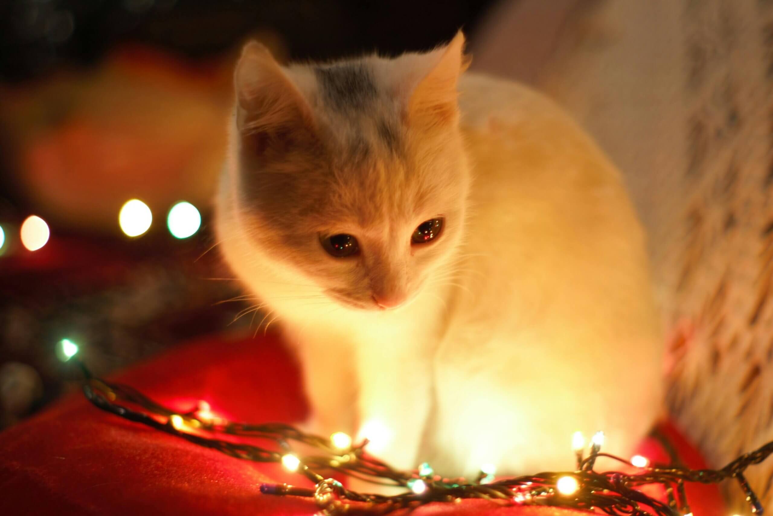 niedliche katze