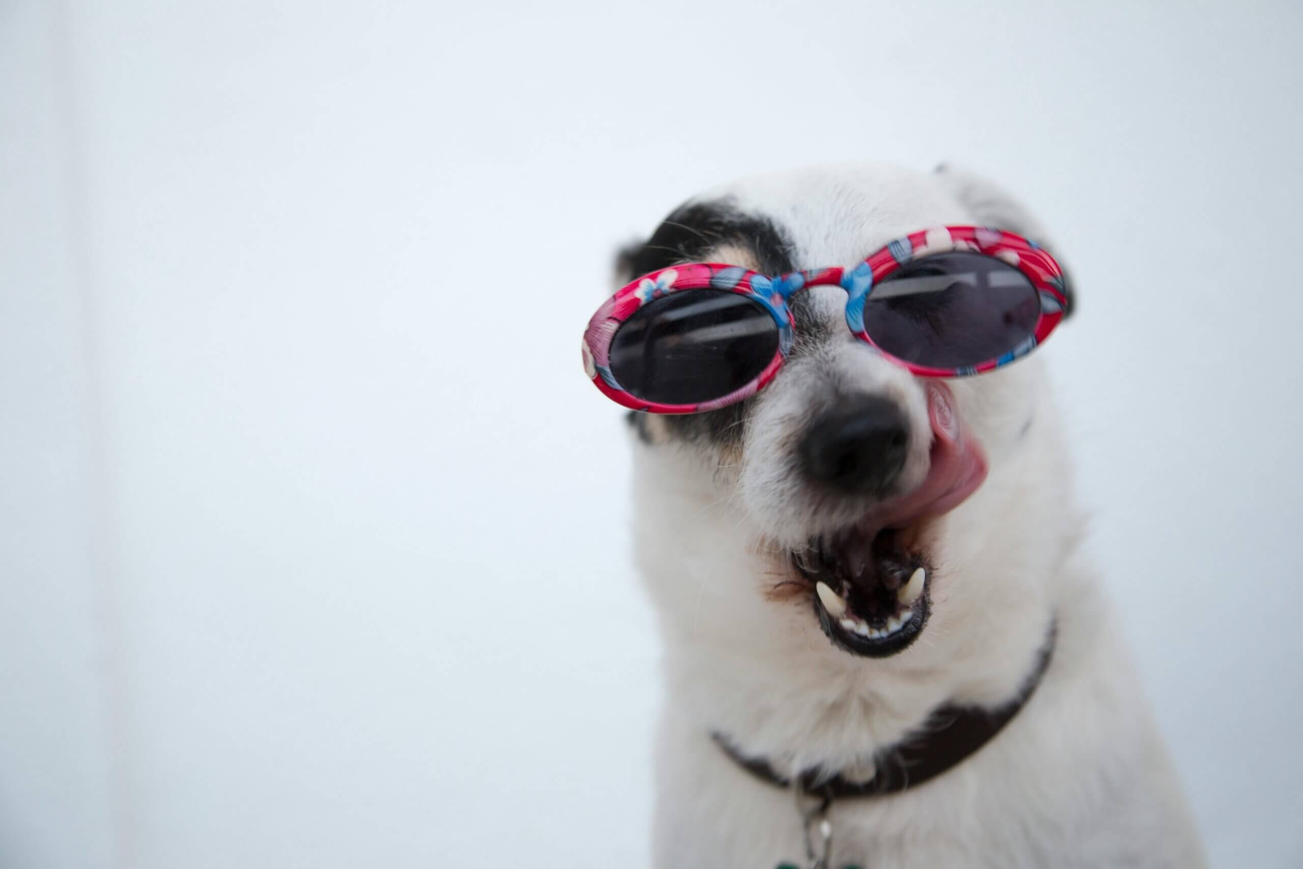 fröhlicher hund